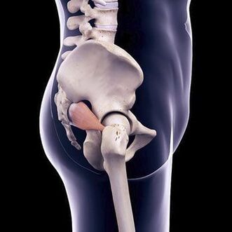 Digging back pain can be due to spasm of the piriformis muscle